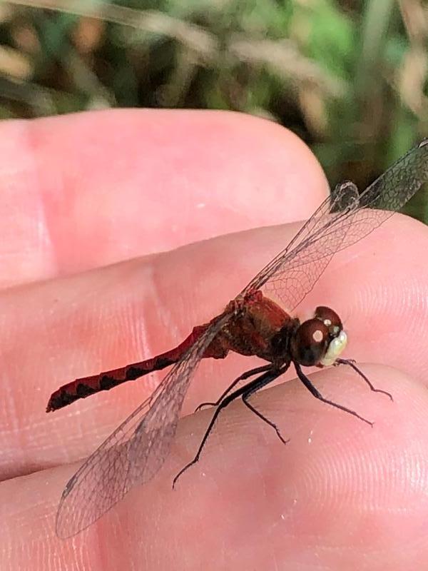 Photo of White-faced Meadowhawk