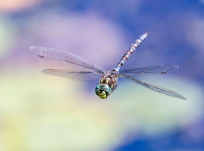 Photo of Variable Darner