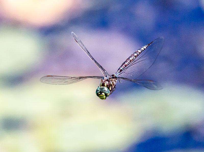 Photo of Variable Darner