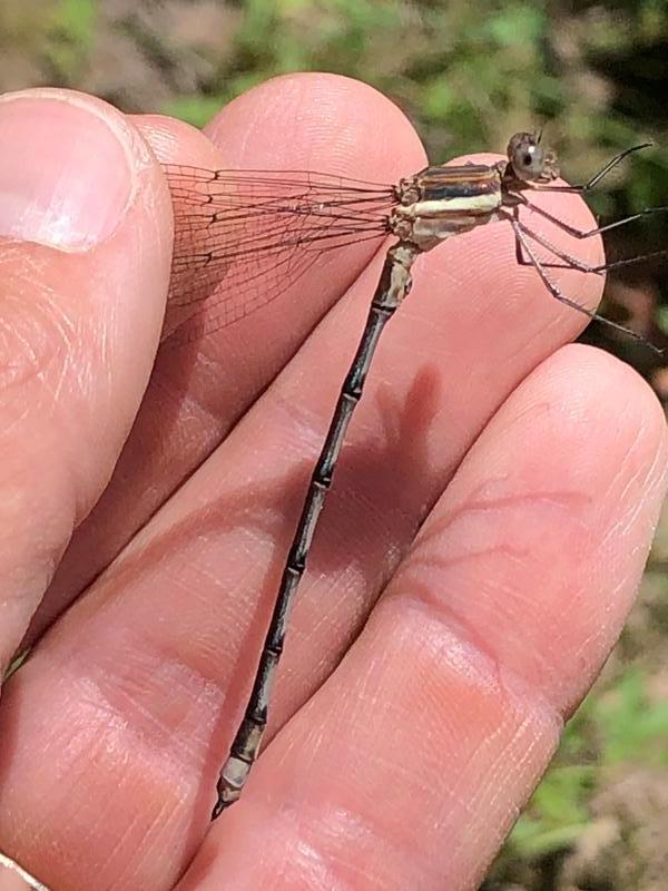 Photo of Great Spreadwing