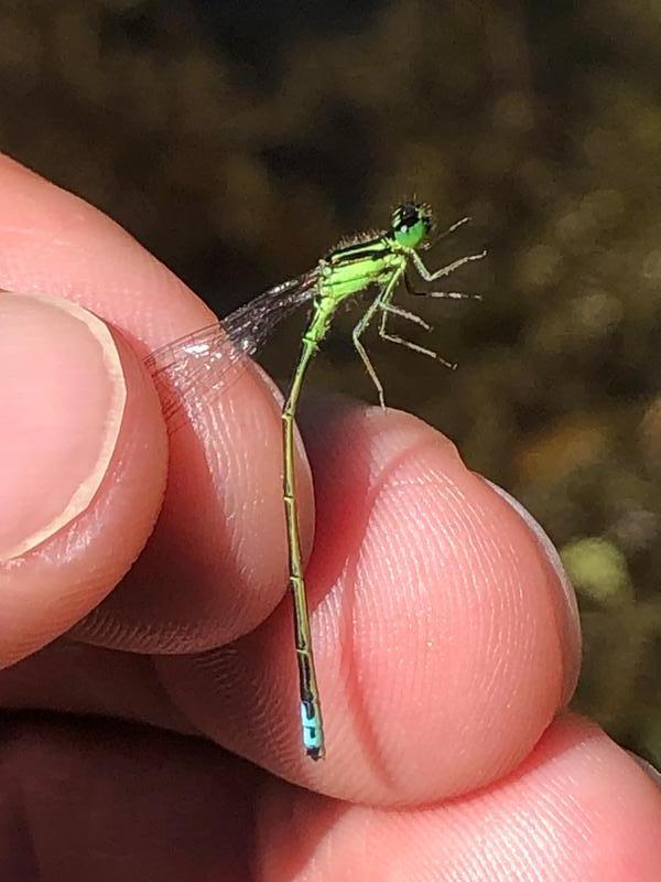 Photo of Eastern Forktail