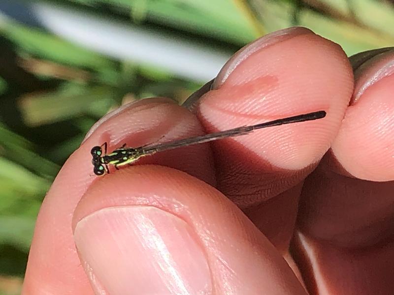 Photo of Fragile Forktail