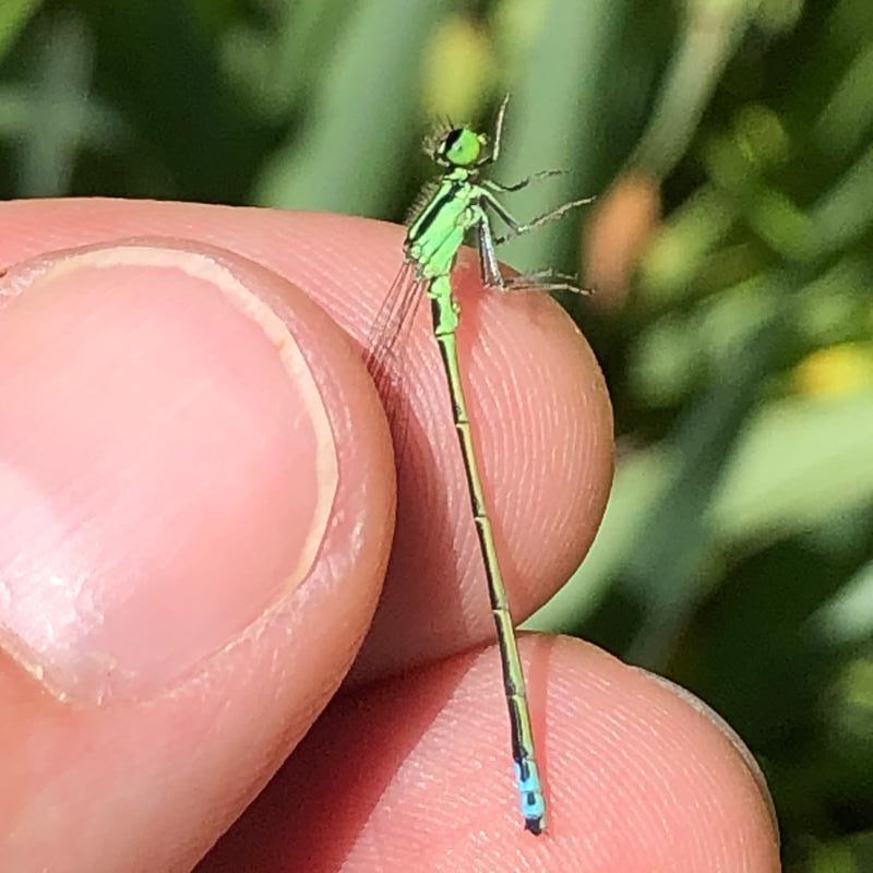 Photo of Eastern Forktail