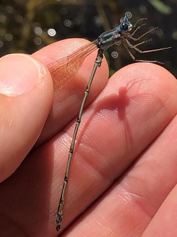 Photo of Slender Spreadwing