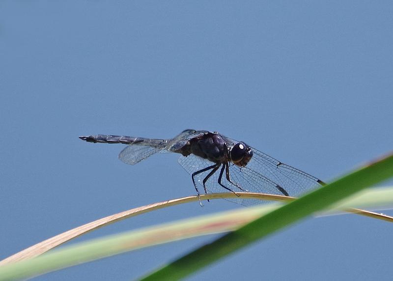 Photo of Slaty Skimmer