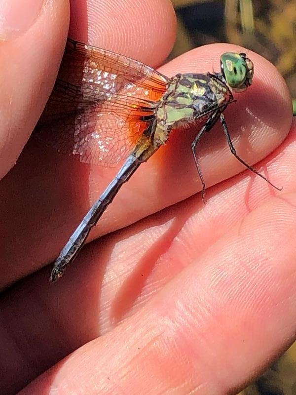 Photo of Blue Dasher