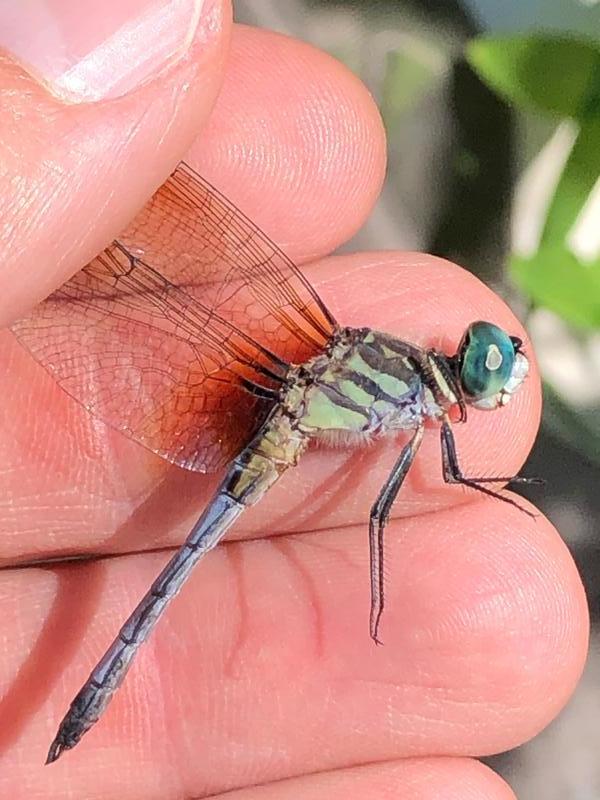 Photo of Blue Dasher