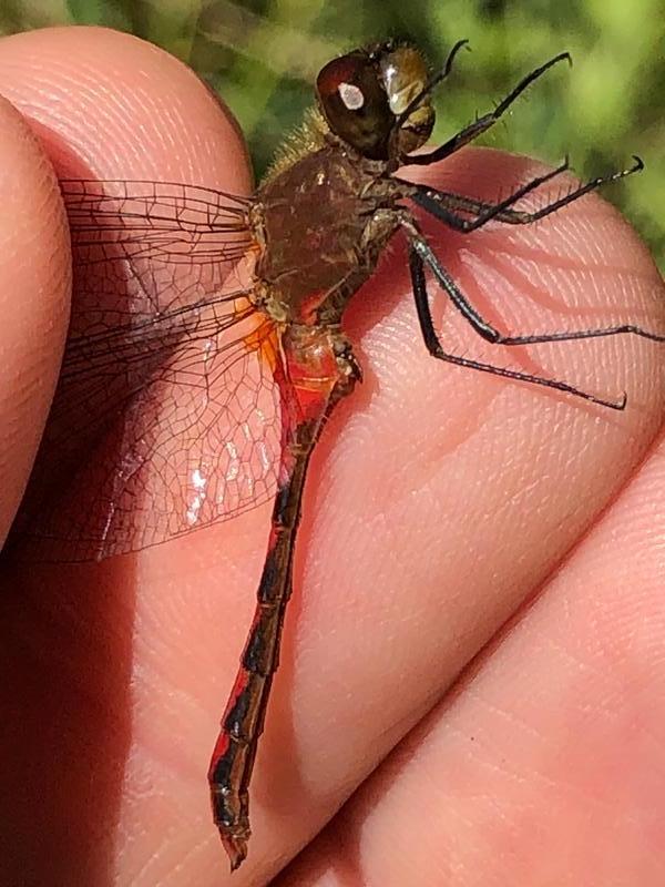 Photo of Ruby Meadowhawk