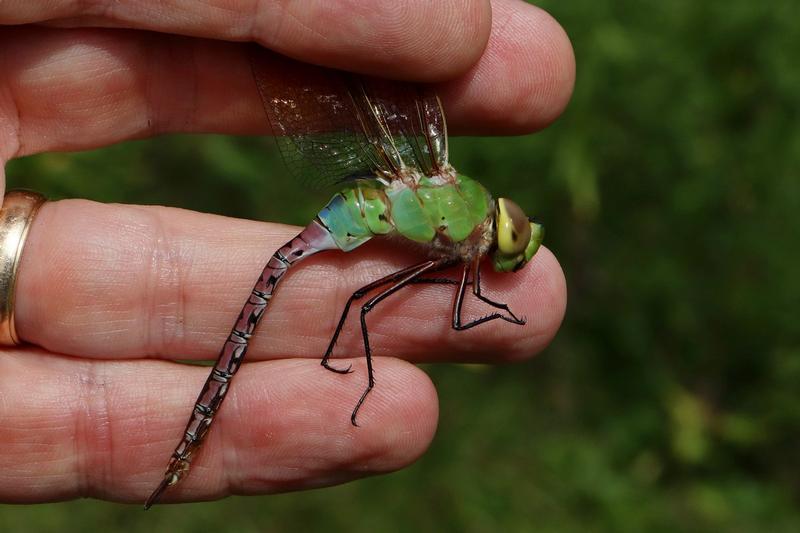 Photo of Common Green Darner