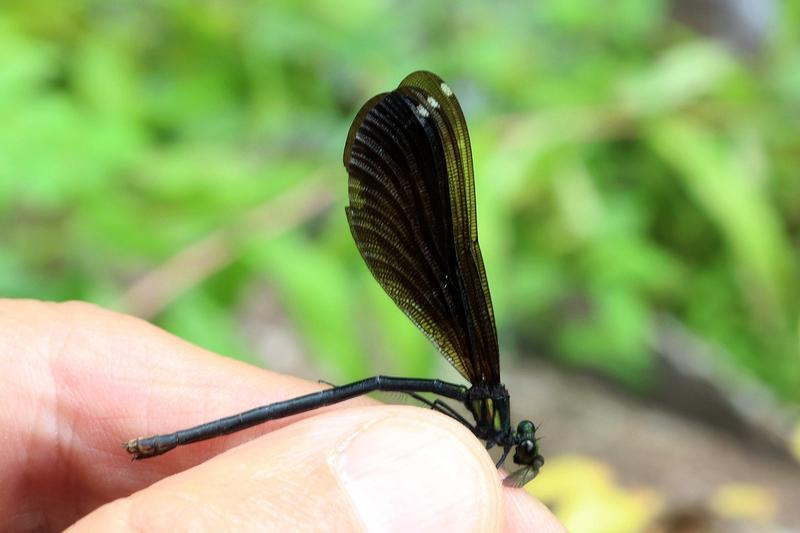 Photo of Ebony Jewelwing