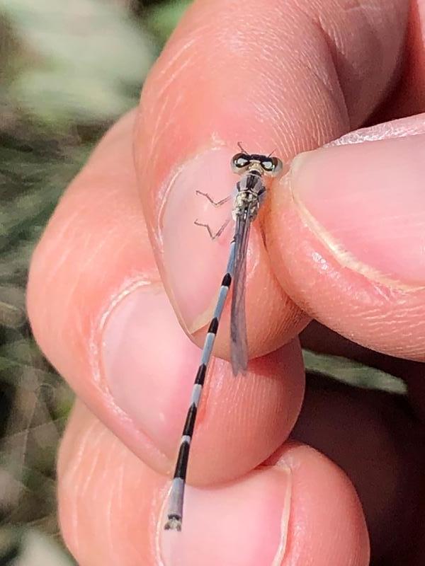 Photo of Familiar Bluet