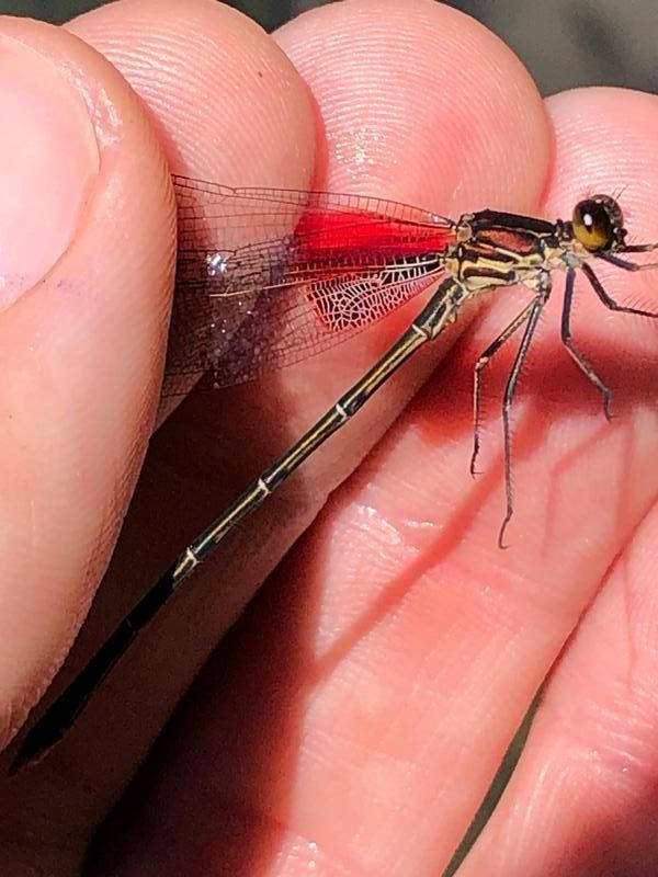 Photo of American Rubyspot