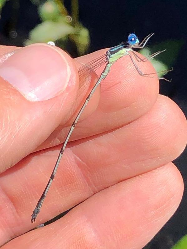 Photo of Slender Spreadwing