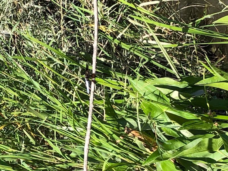 Photo of Common Whitetail