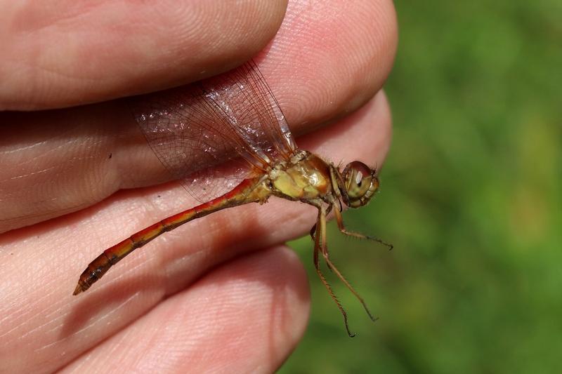 Photo of Autumn Meadowhawk