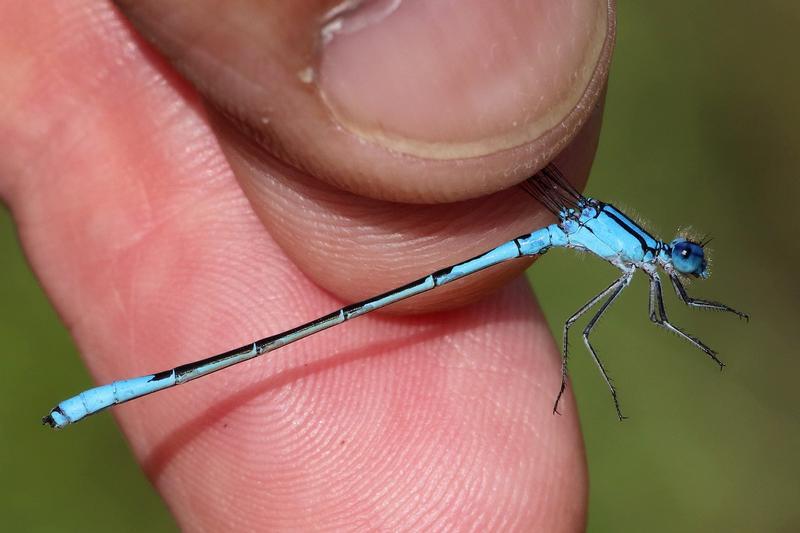 Photo of Azure Bluet