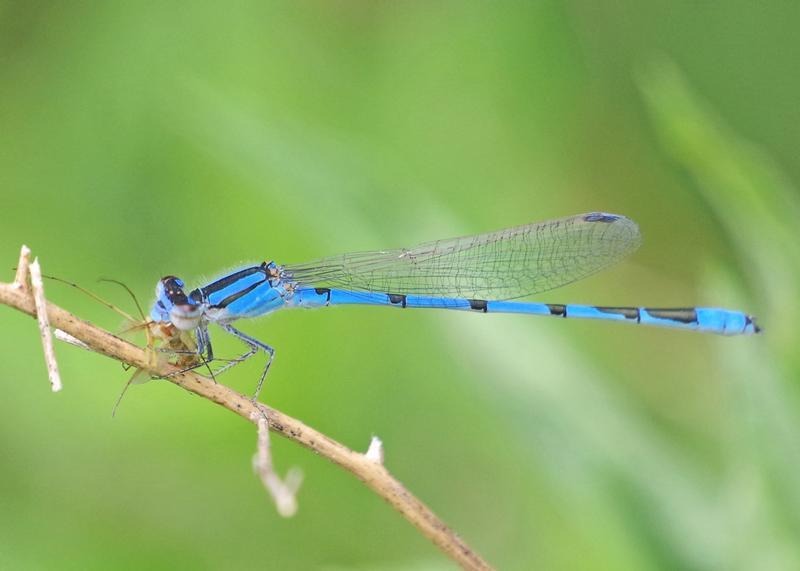 Photo of Familiar Bluet