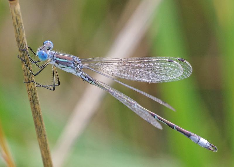 Photo of Lyre-tipped Spreadwing