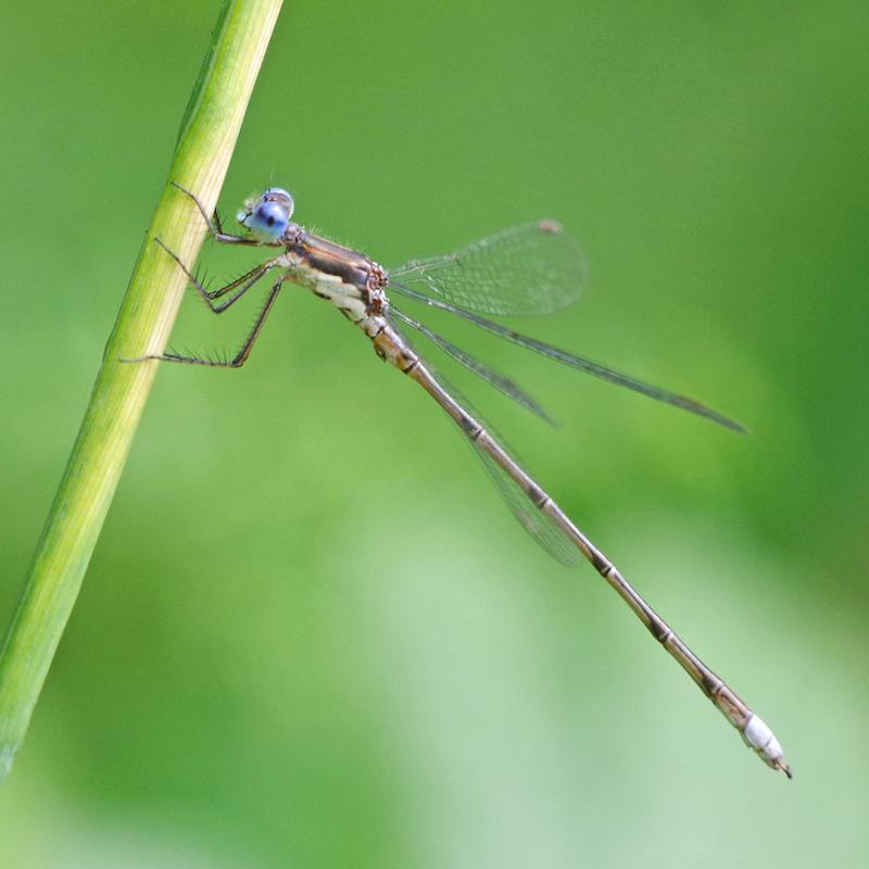 Photo of Spotted Spreadwing