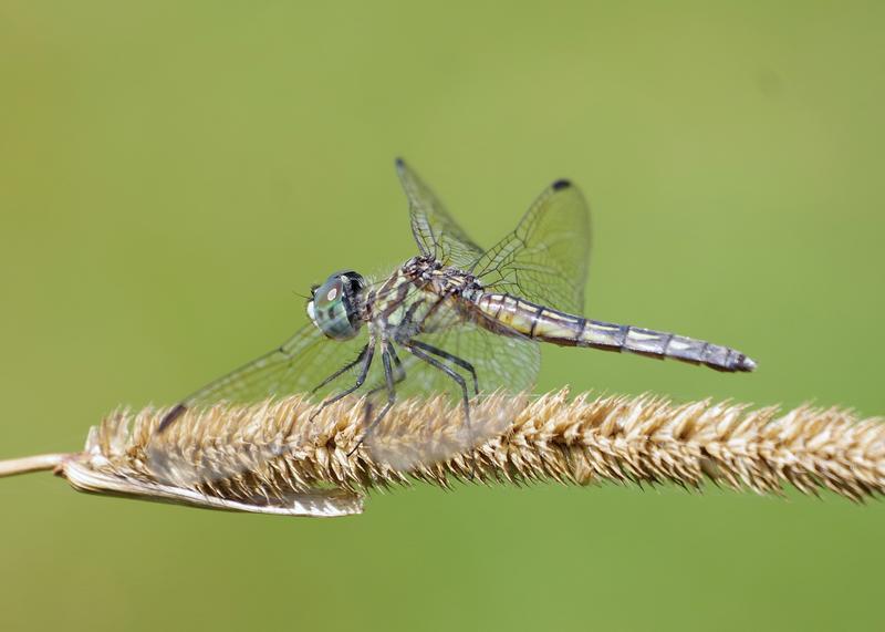 Photo of Blue Dasher