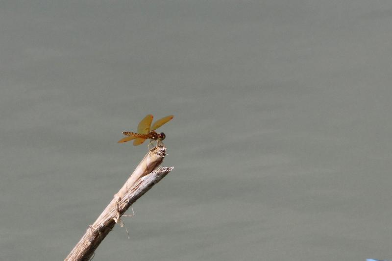 Photo of Eastern Amberwing