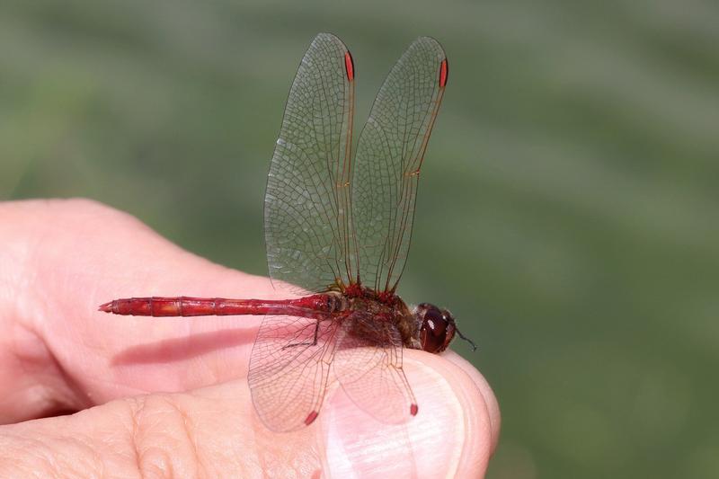 Photo of Saffron-winged Meadowhawk