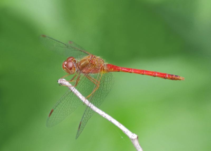 Photo of Autumn Meadowhawk