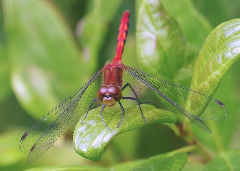 Photo of Ruby Meadowhawk