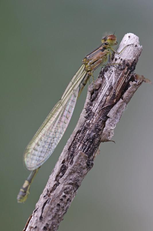 Photo of Skimming Bluet