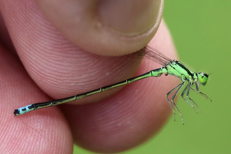 Photo of Eastern Forktail