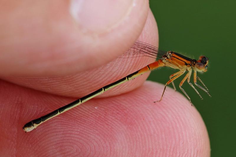 Photo of Eastern Forktail