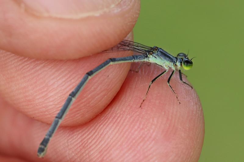 Photo of Eastern Forktail