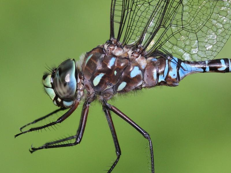 Photo of Variable Darner