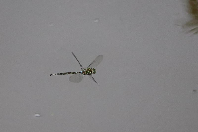 Photo of Shadow Darner