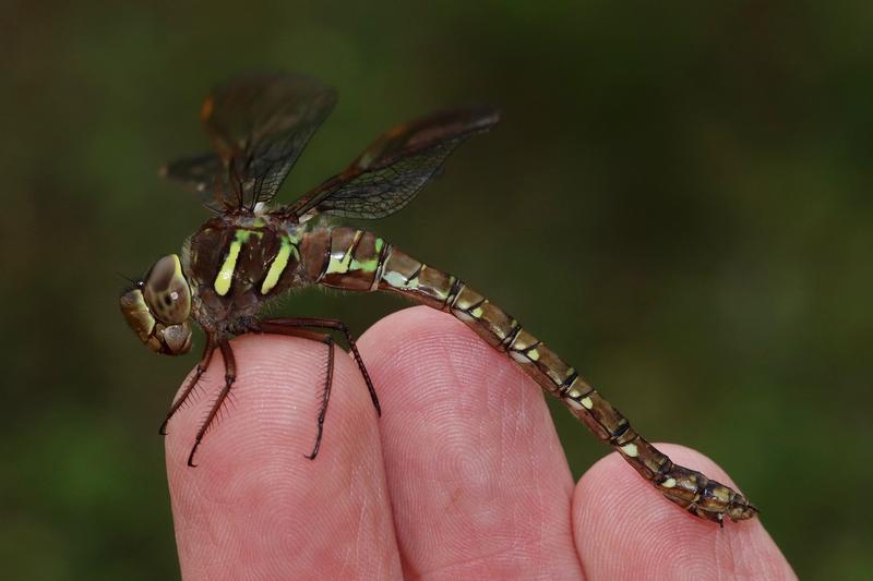 Photo of Shadow Darner