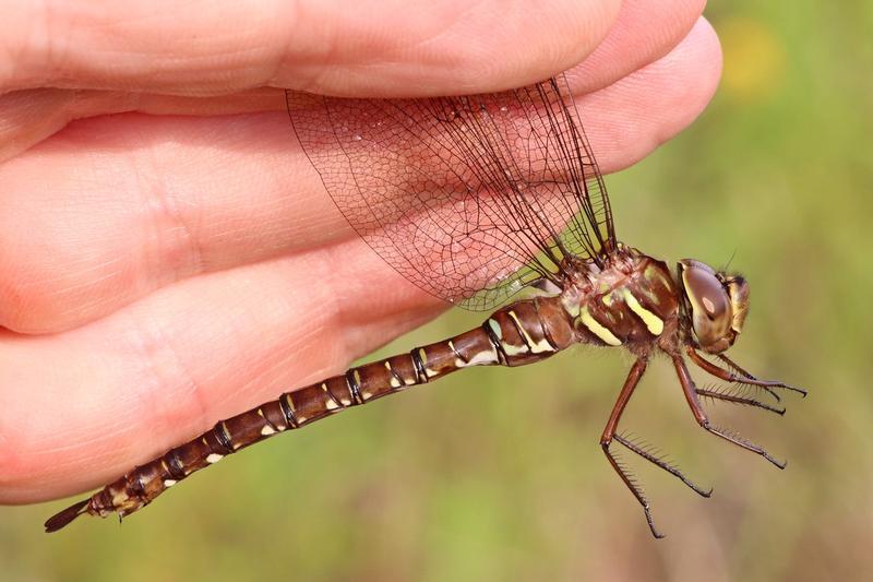 Photo of Shadow Darner
