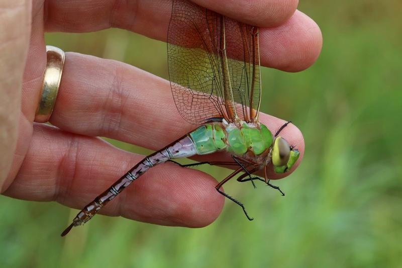 Photo of Common Green Darner