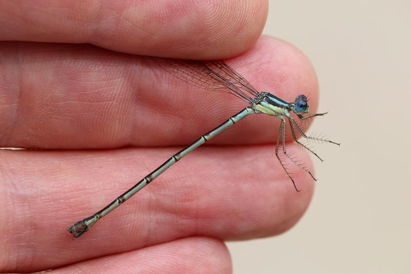 Photo of Slender Spreadwing