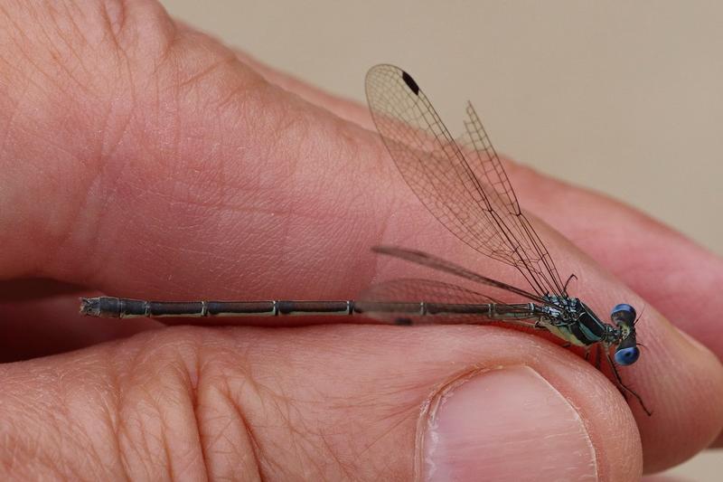 Photo of Slender Spreadwing