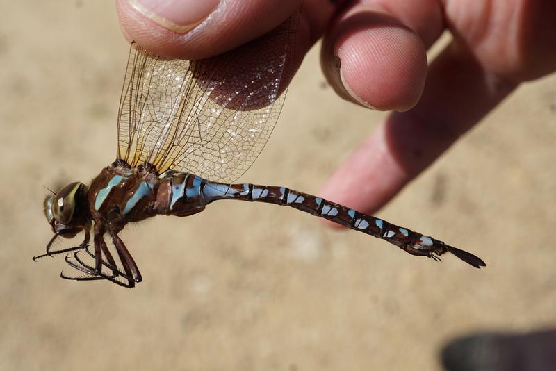 Photo of Lance-tipped Darner