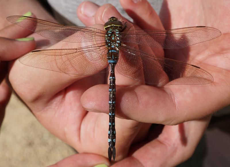 Photo of Lance-tipped Darner