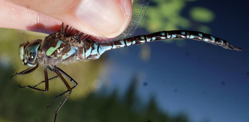 Photo of Canada Darner