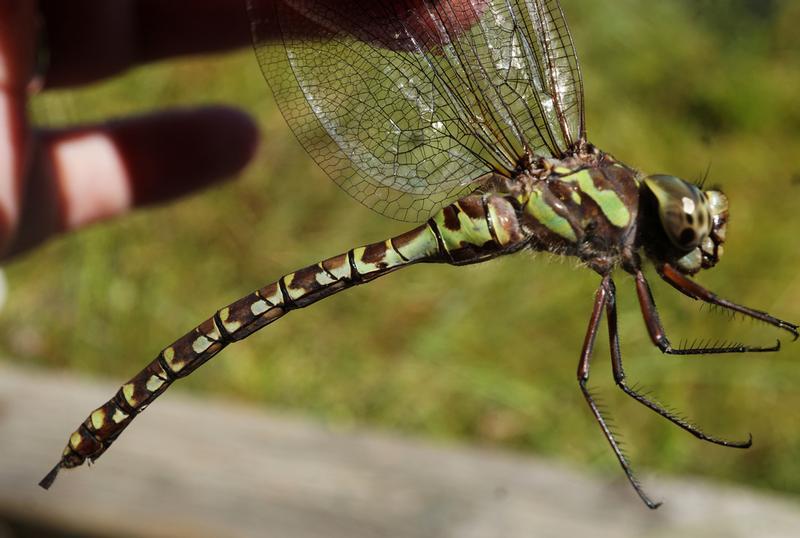 Photo of Canada Darner