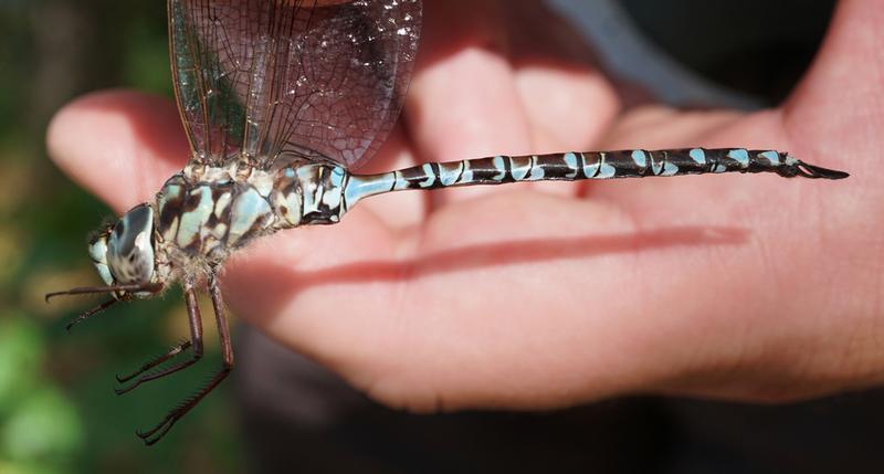 Photo of Mottled Darner