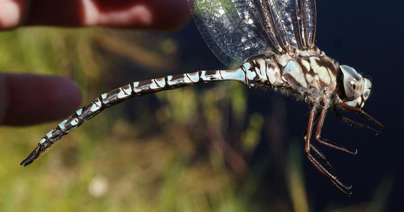 Photo of Mottled Darner