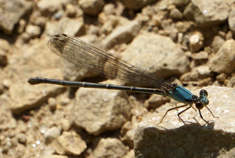 Photo of Blue-fronted Dancer