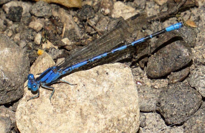 Photo of Springwater Dancer