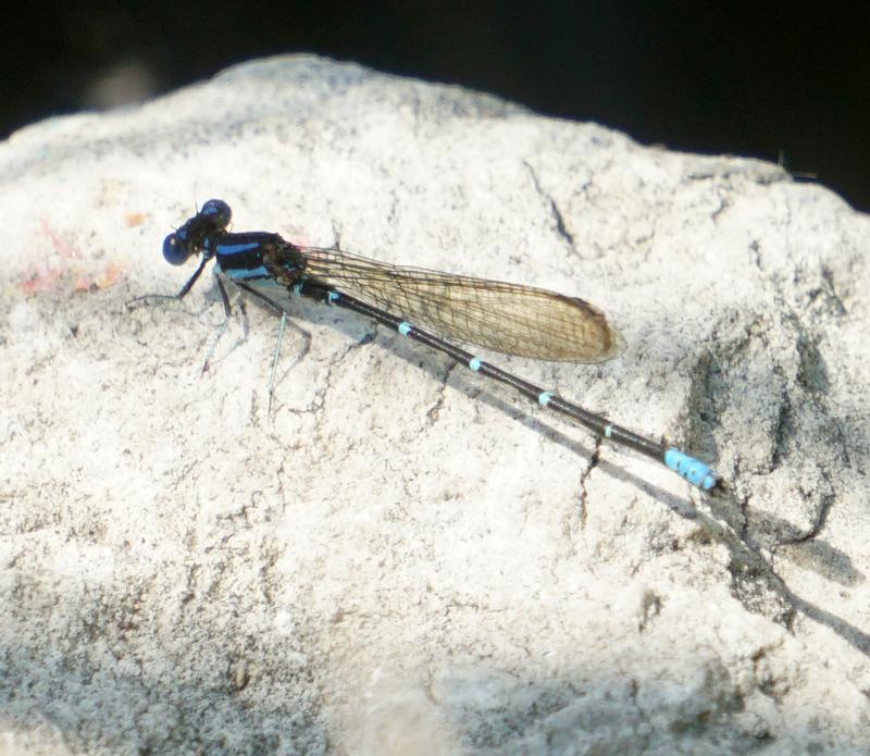 Photo of Blue-ringed Dancer