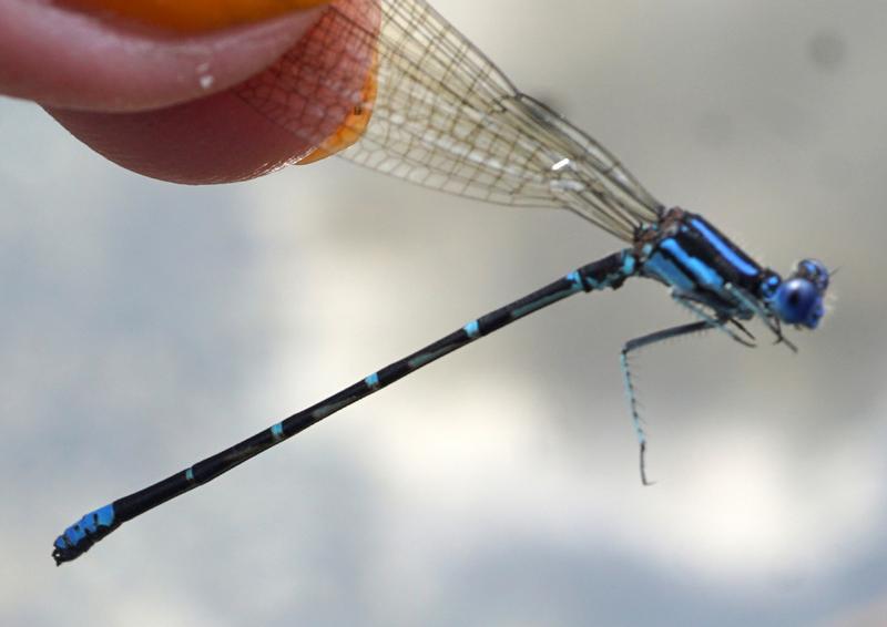 Photo of Blue-ringed Dancer