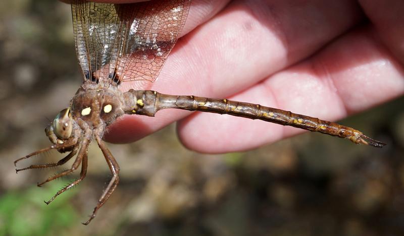 Photo of Fawn Darner